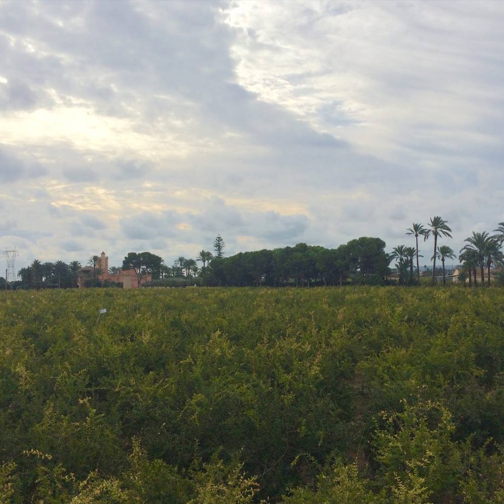 diseñador gráfico en monóvar diseñador gráfico Alex Mas