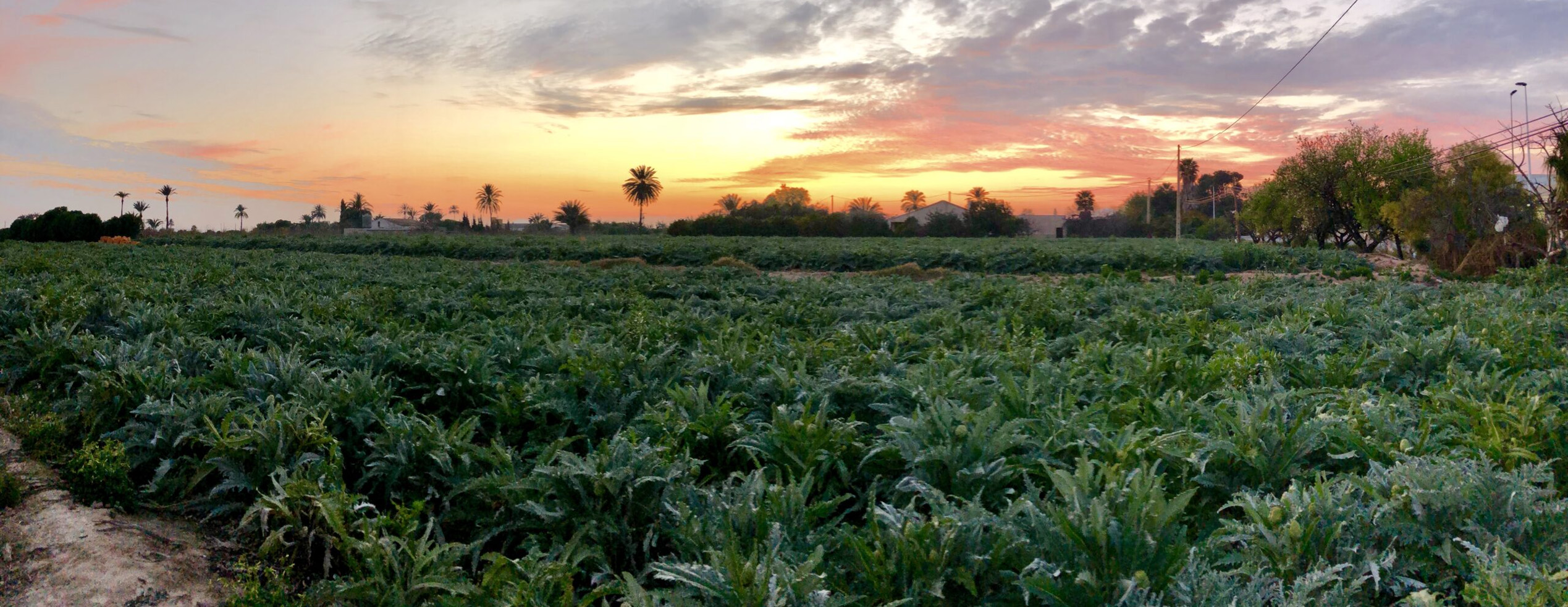 diseñador gráfico en monóvar diseñador gráfico Alex Mas